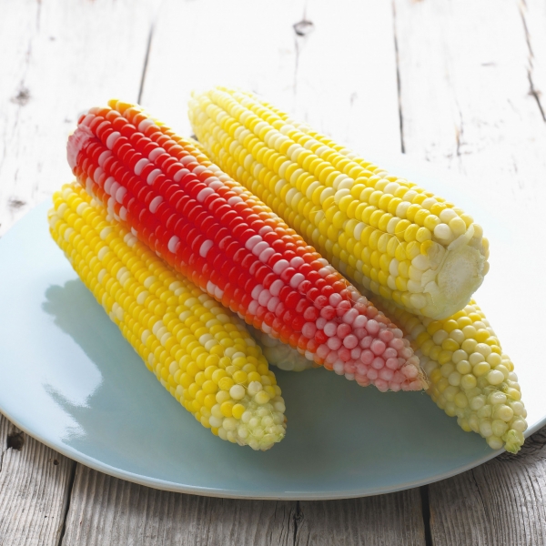 Creation of Rainbow Corn: Step 1